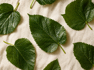 Mulberry leaves